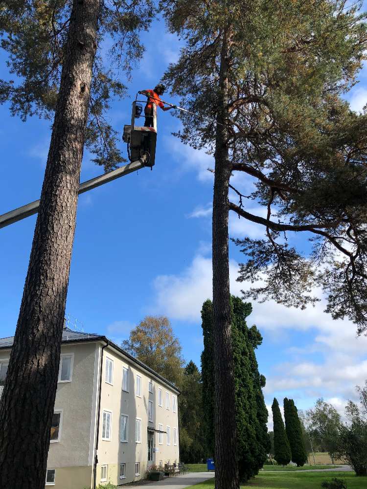arborist som arbetar